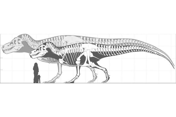 EcoEvo: предполагаемый вес крупнейших тираннозавров доходил до 15 тонн
