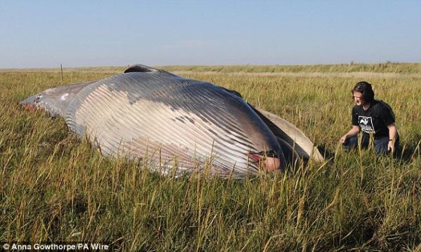 В британский сад с неба упала кошачья акула