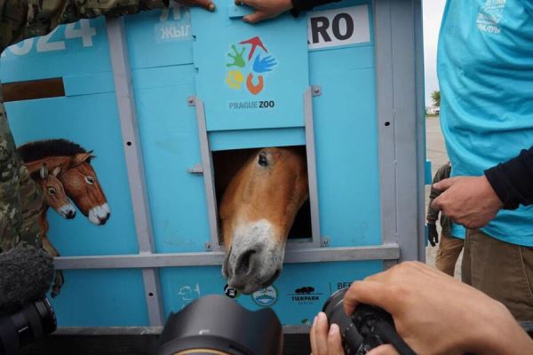 Applied Animal Behaviour Science: у лошадей нашли склонность к планированию